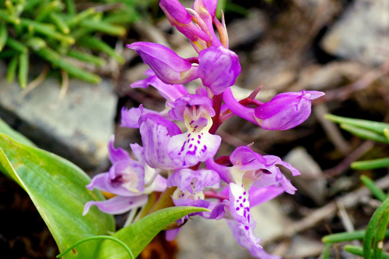 Orchis mascula subsp. ichnusae / Orchide di Sardegna